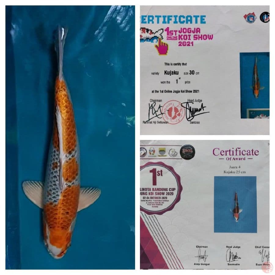 Kujaku Berprestasi 50 cm