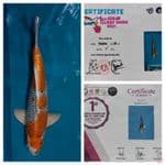 Kujaku Berprestasi 50 cm