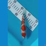 kohaku 16cm SQ