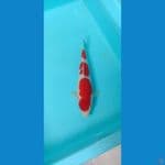 kohaku 2x BIS include serty+tropy