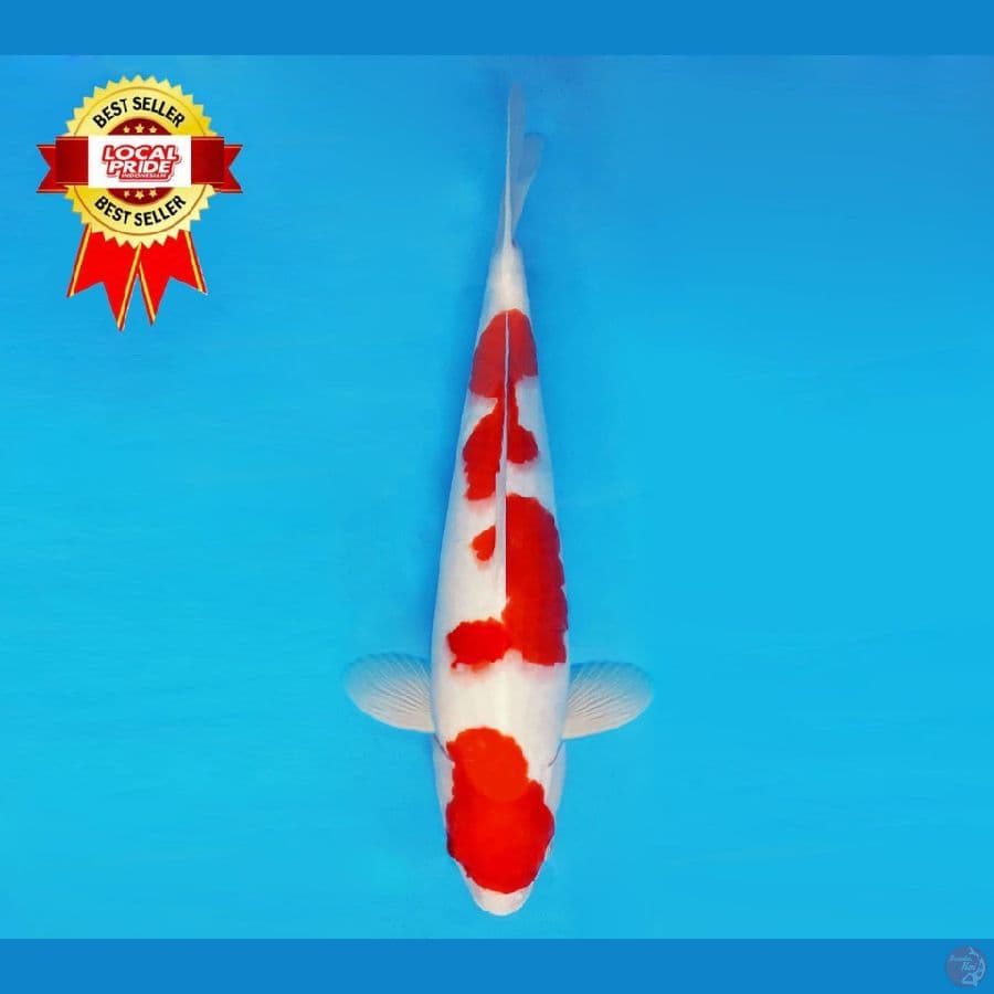 HARUNA 2 - Kohaku 42 cm/ml®
