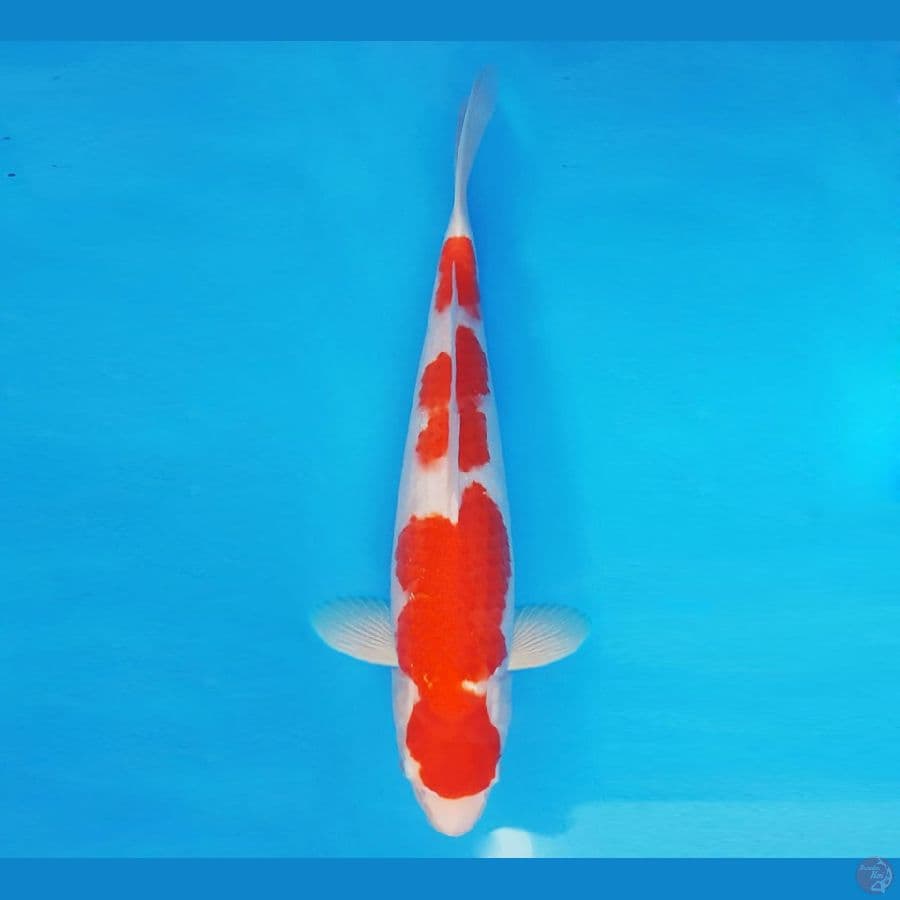 SATORI 2 - Kohaku 37 cm/fm ®