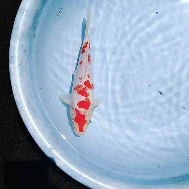 Kohaku ceplok telur