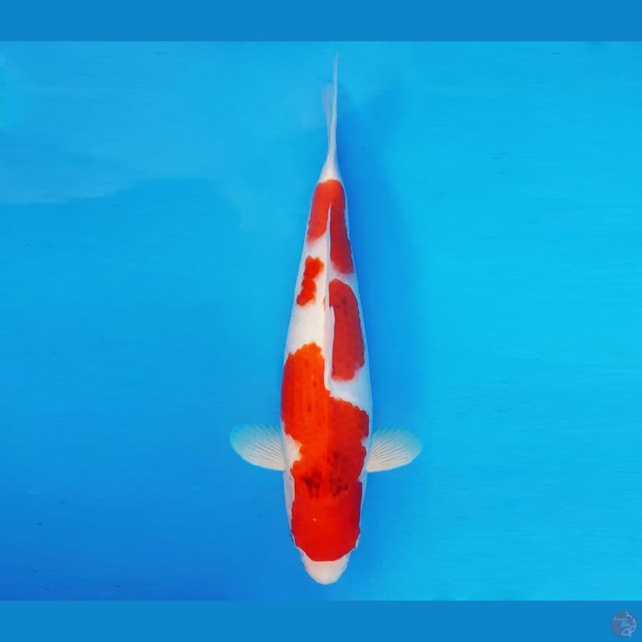 SATORI 4 - Ai Goromo 36 cm/fm ®