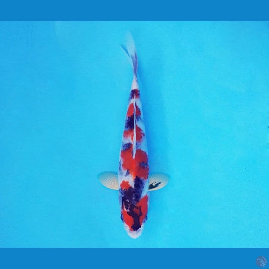 SATORI 9 - Showa Evolution 15 cm/fm ®