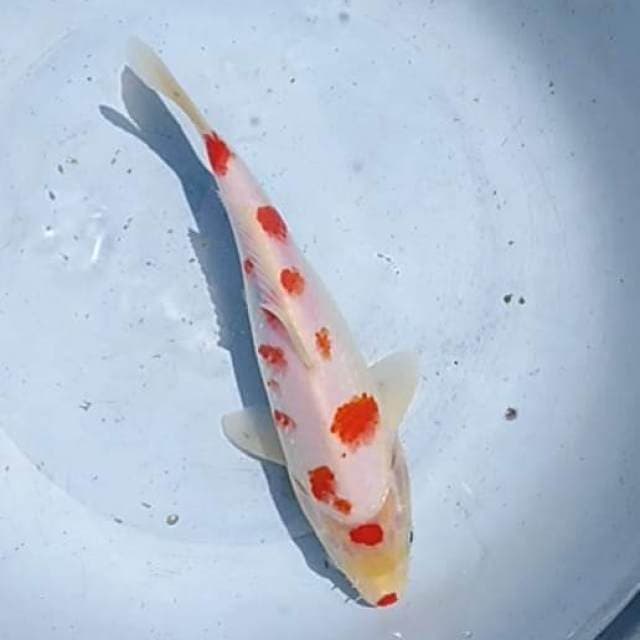 Kohaku