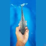 Diamond 24cm