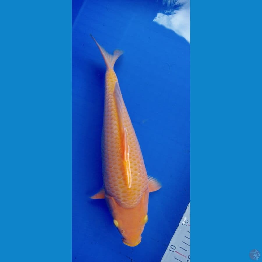 Red karasi super mbulki