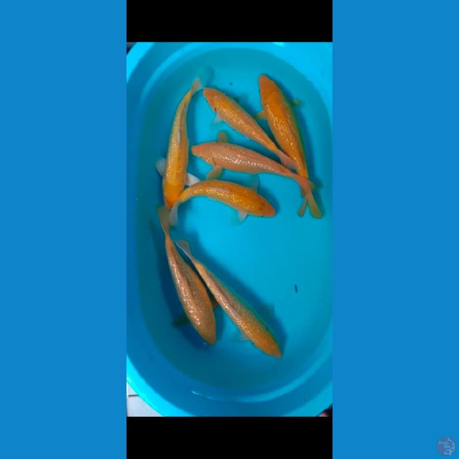 karasi ginrin 35_38cm 7 ekor