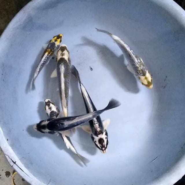 Kabuto
