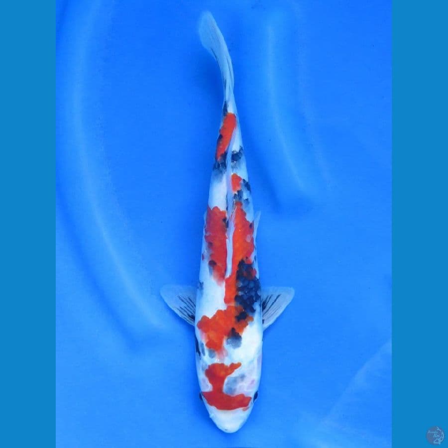 Showa , 30cm