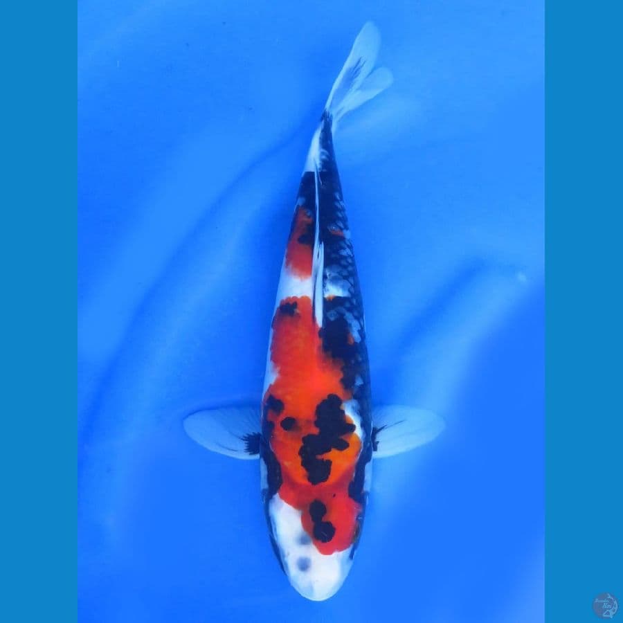 Calon Juara Showa , 30cm