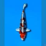 Red kujaku +- 35cm