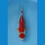 goshiki ±36cm