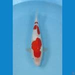 kohaku ginrin ±31cm