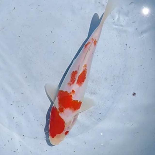 Kohaku