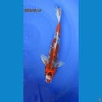 ghosiki 34 cm