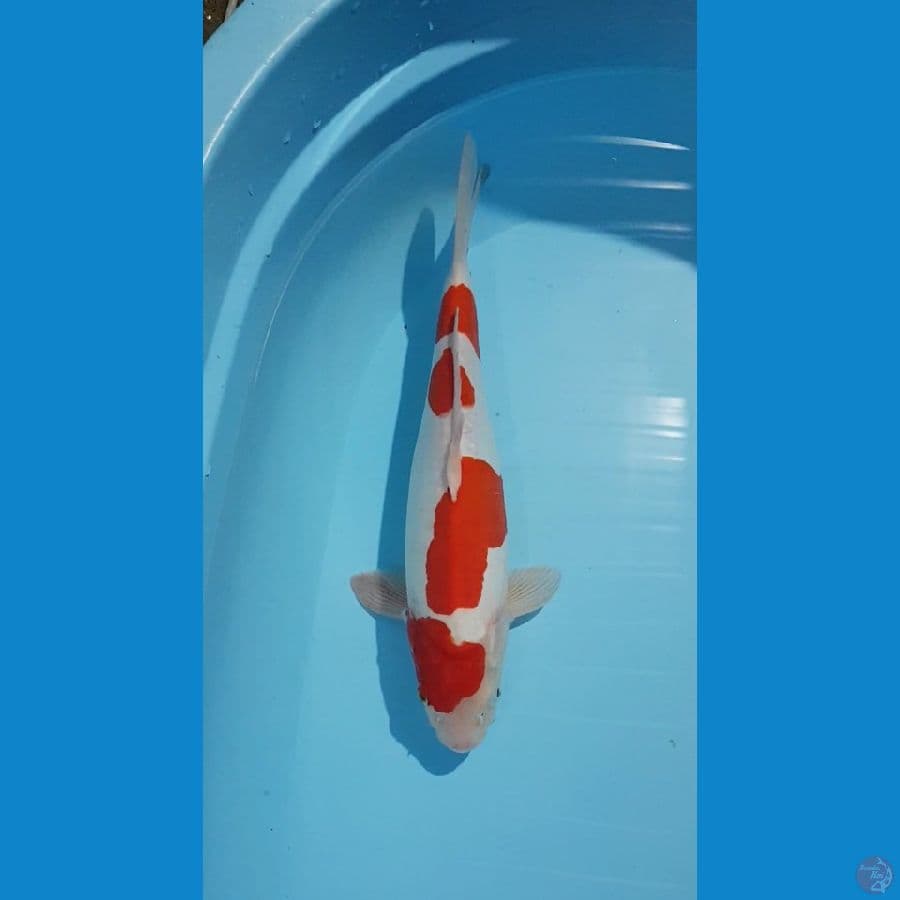 KOHAKU DOITSU MURNI 37cm