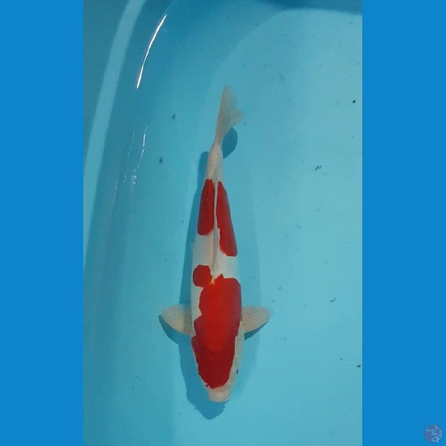 STRONG KOHAKU DOITSU MURNI 33cm