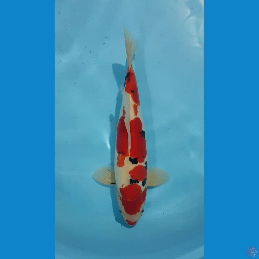 SANKE DOITSU MURNI 37cm