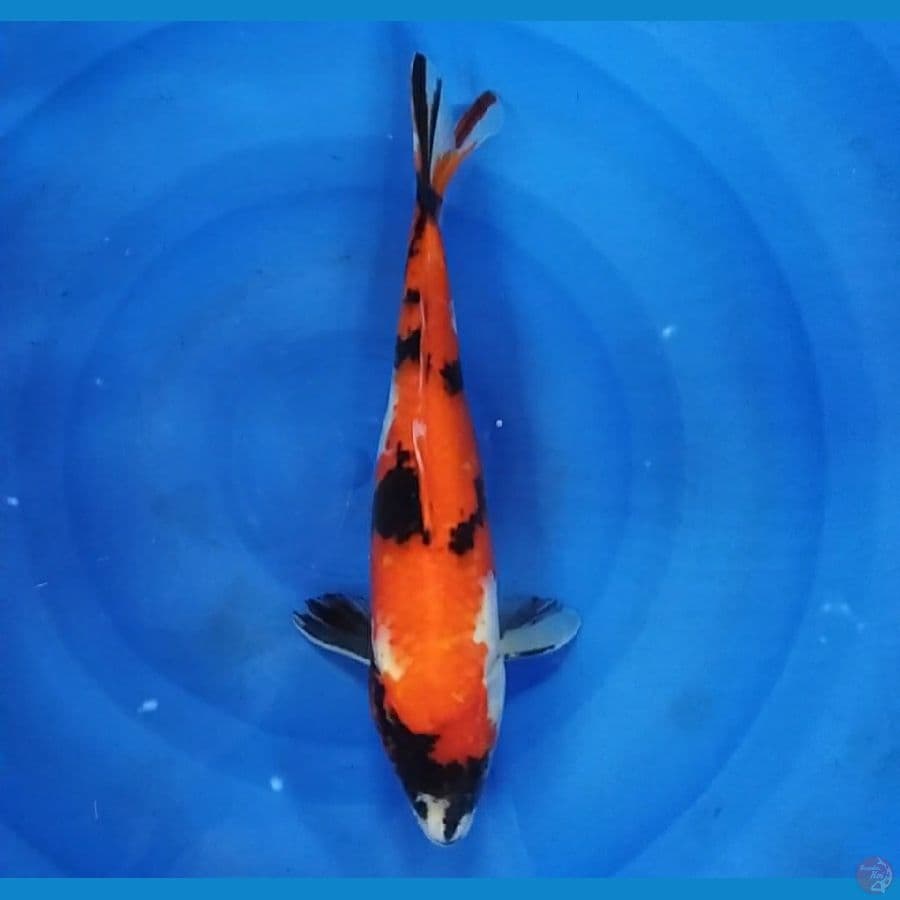 showa 31cm