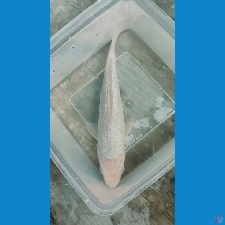 Shiromuji 20cm