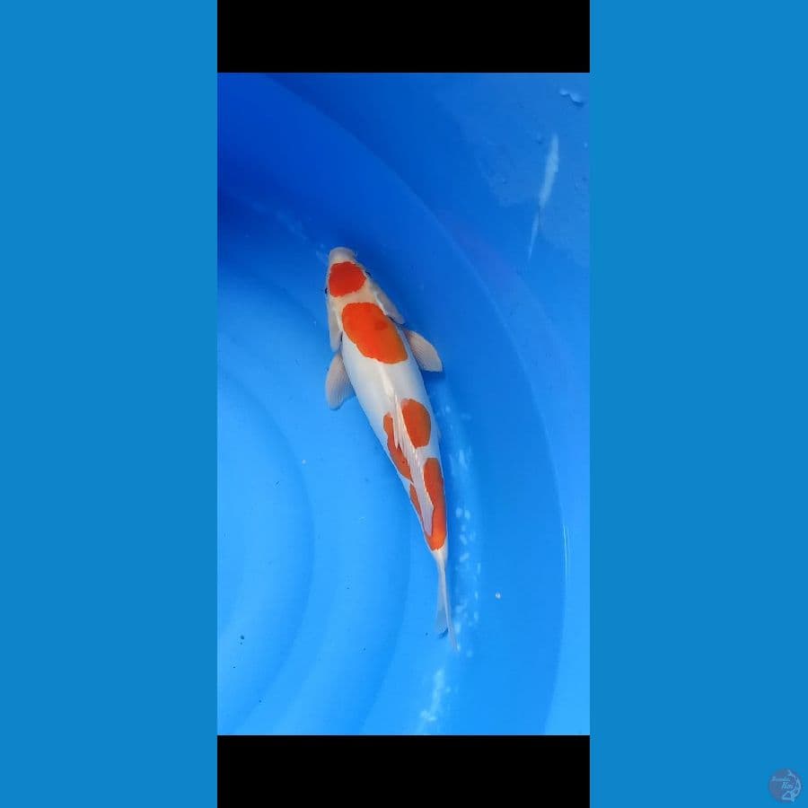 MARUTEN KOHAKU DOITSU