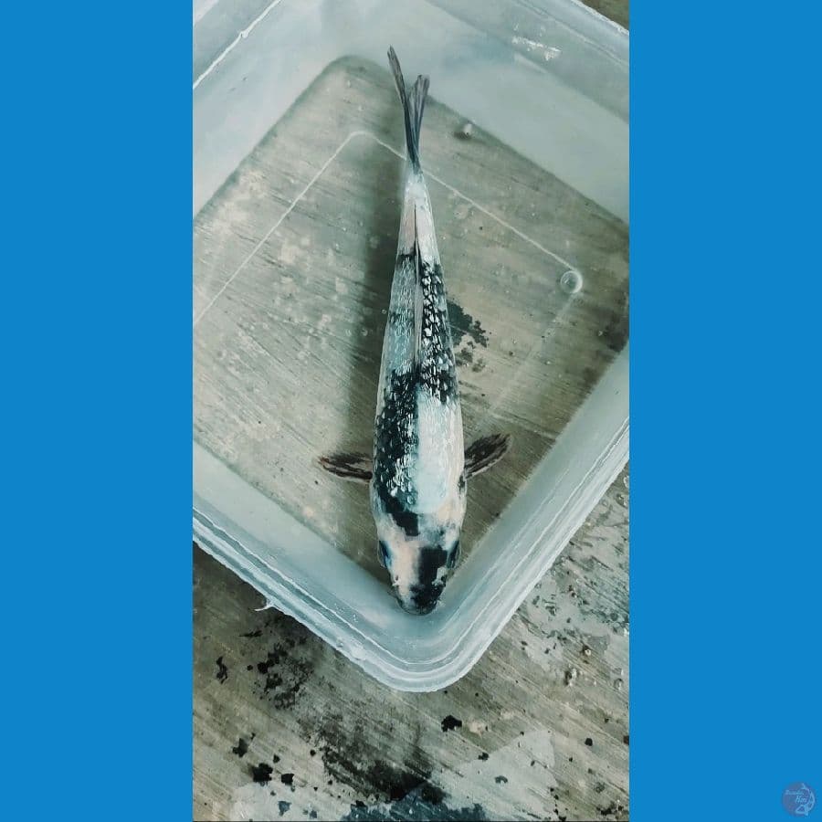 Shiro Ginrin 18cm 
