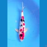 sanke jantan 36cm 
