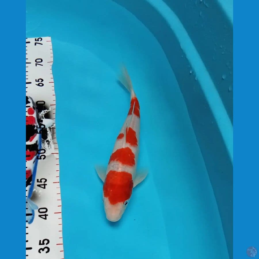 Kohaku Yondan Male 30cm™