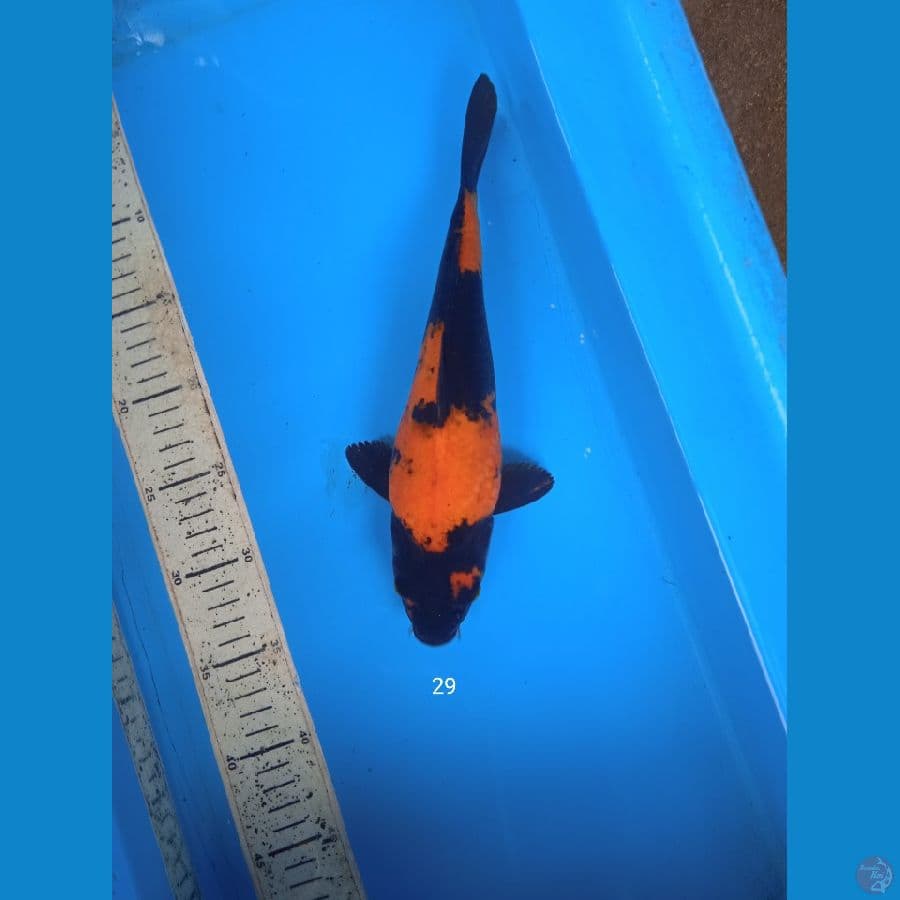 hiutsuri 29cm
