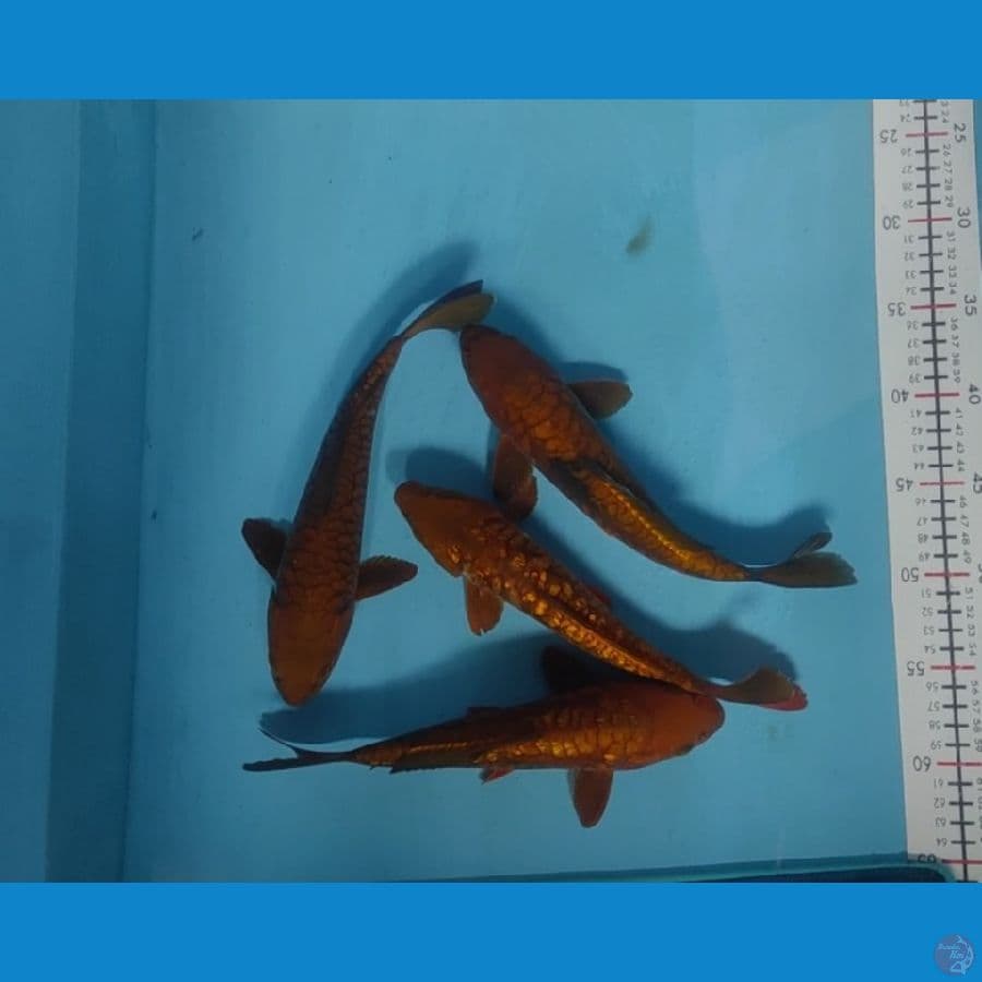 cagoi tembaga argoke 25-27cm