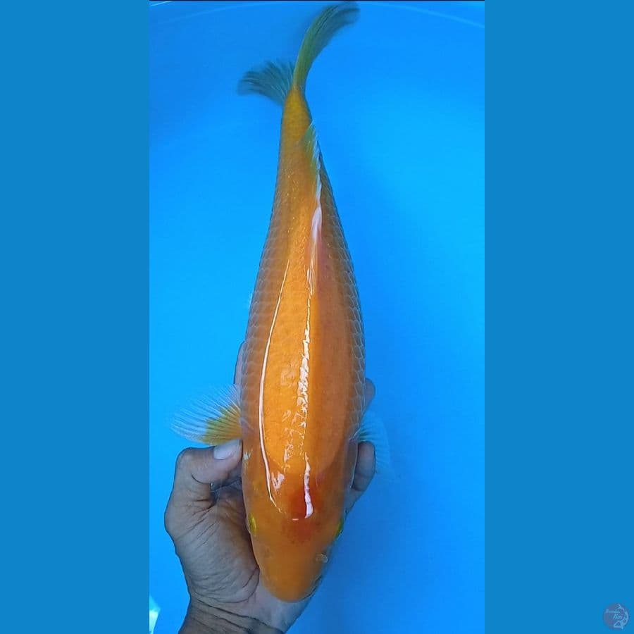 karashi size : 38 cm