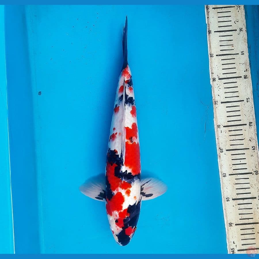 Kindai showa 44cm male 