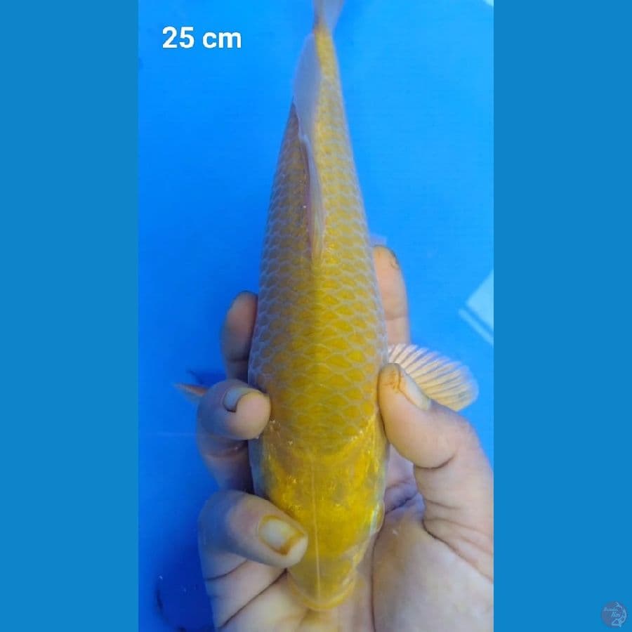 Karasi Corn punuk 