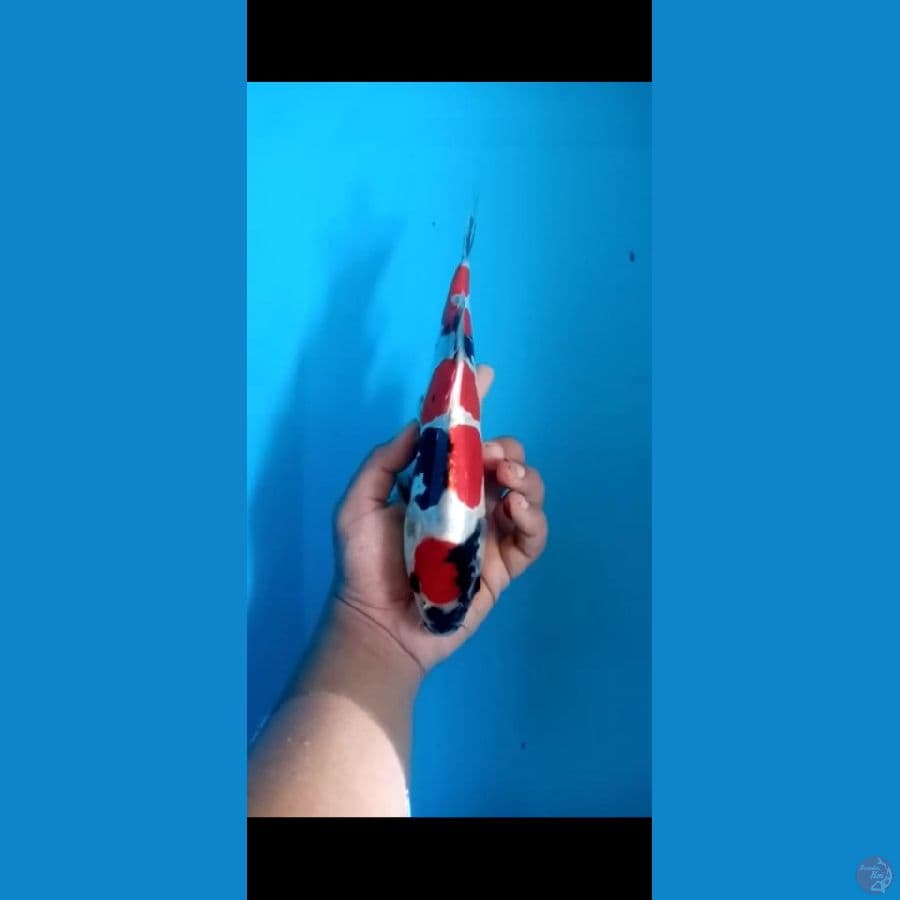 28cm doitsu
