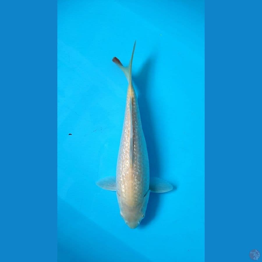 karasi Gading Mata Merah..35cm .