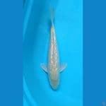 3. karasi ginrin Male //36cm 