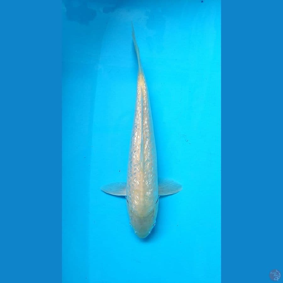 karasi male ///35cm 