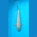 karasi male ///35cm 