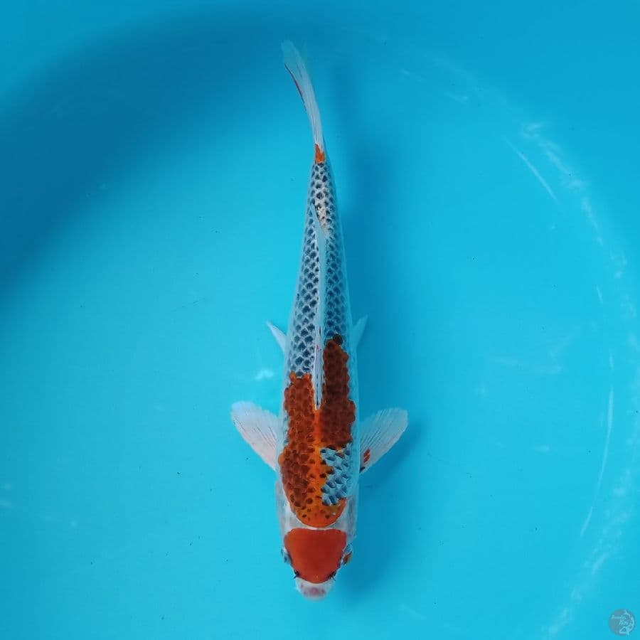 MARUTEN KUJAKU 35CM MALE
