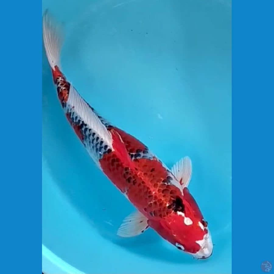 KUJAKU RACING JUMBO RED 53CM