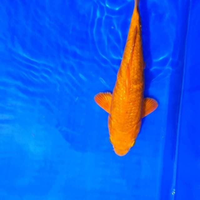 Cagoi 23cm.