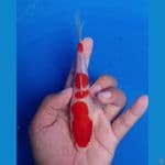 minion Kohaku 15cm HQ