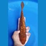 Caramel Aragoke 25cm male