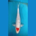 KAISAR KOI BLITAR - TANCHO KUMONRYU 37CM