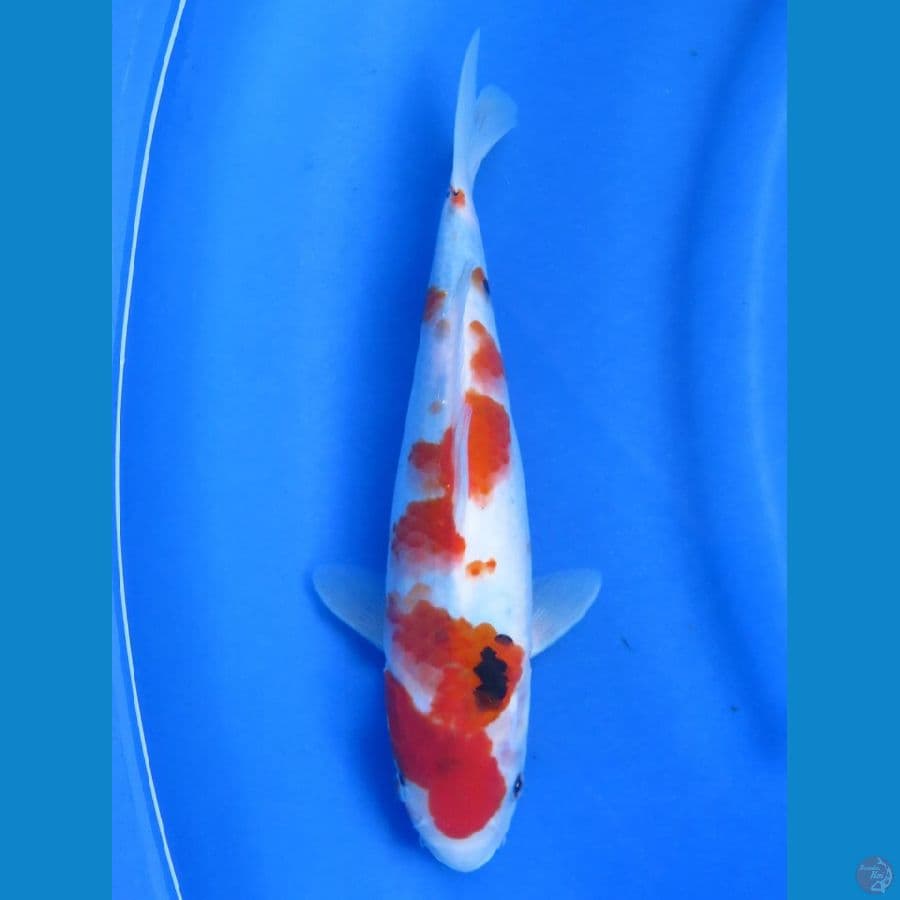Super tategoi showa , 28cm