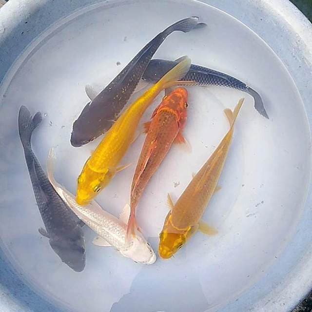 Penjinak kolam 7 ekor