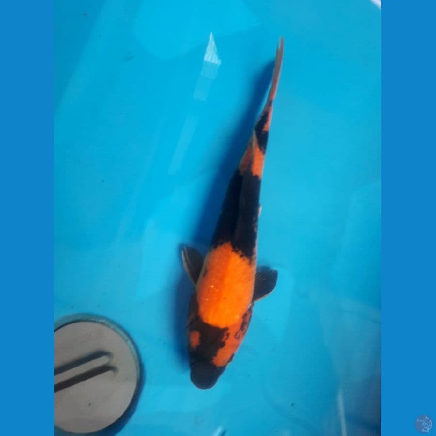 Utsuri Male 30 Cm