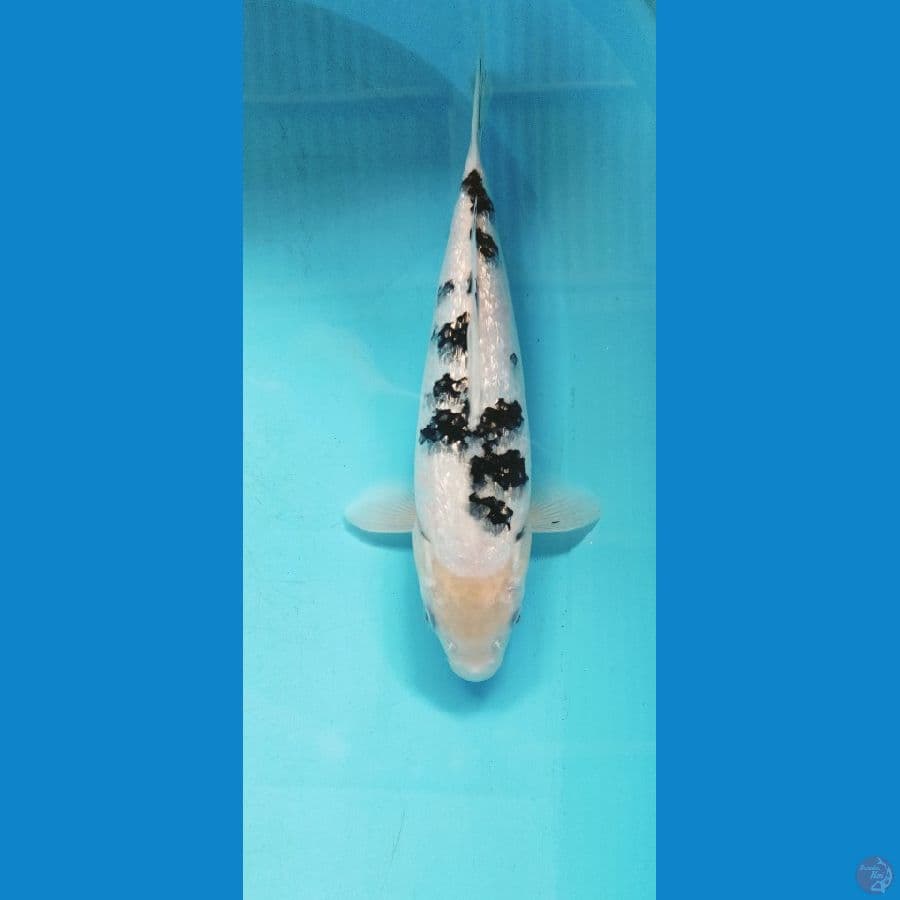 BEKKO GINRIN 30CM MALE